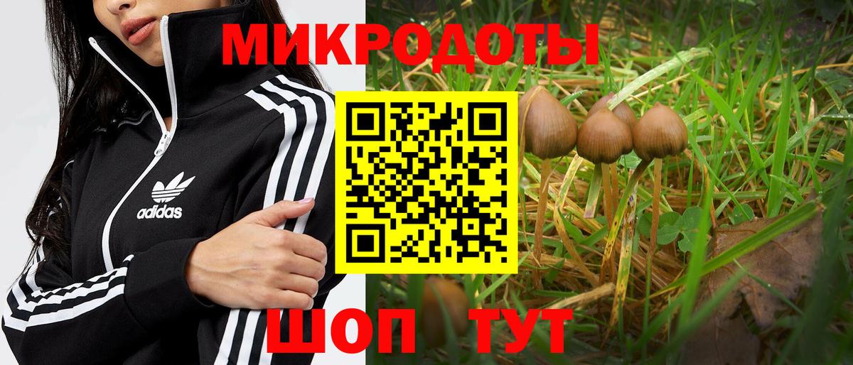 Галлюциногенные грибы Psilocybe  Вход с VPN  Вязьма 